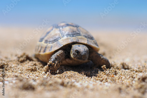 Testudo hermanni tortoiseon a white isolated background beach