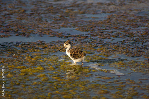 Camallonga bird walking on the shore of the lake with play of light in sunset