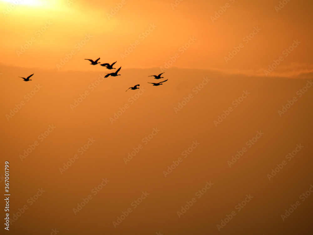 Obraz premium Geese flying at sunset, with space for text.