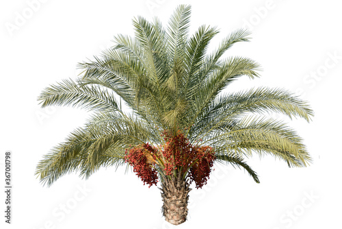 Date palm tree with dates