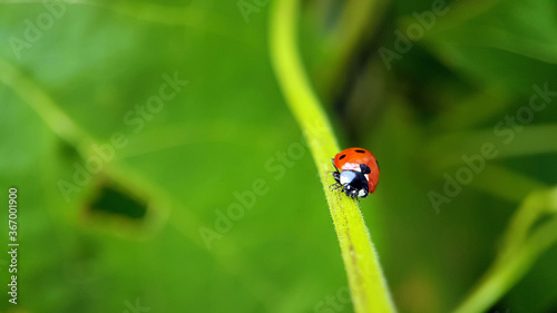 Ladybird on vine