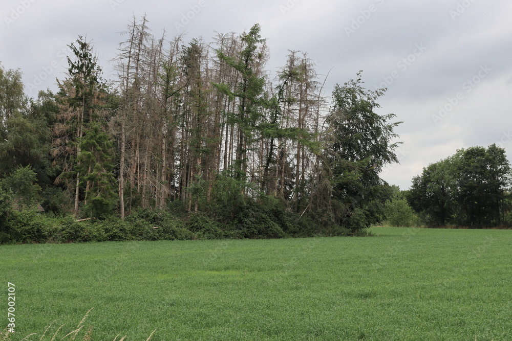 Fototapeta premium Waldsterbej