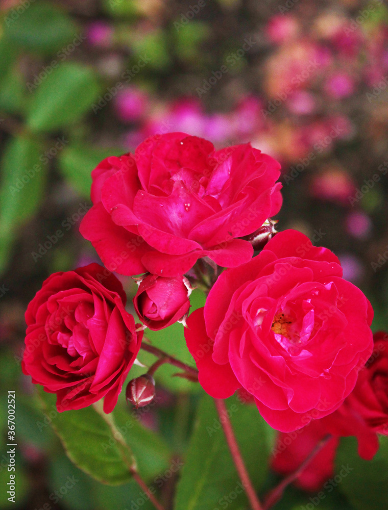 Three red roses flaunt against the background of the flower bed Three red roses flaunt against the background of the flower bed