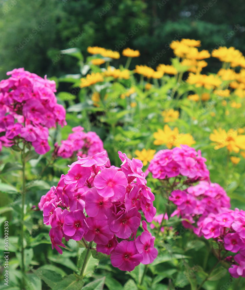 Beautiful, colorful, fragrant flowers: pink garden phlox and yellow coneflowers, bloom on a beautiful sunny summer day, in the garden, against the background of green trees Beautiful, colorful, fragrant flowers: pink garden phlox and yellow coneflowers, bloom on a beautiful sunny summer day, in the garden, against the background of green trees