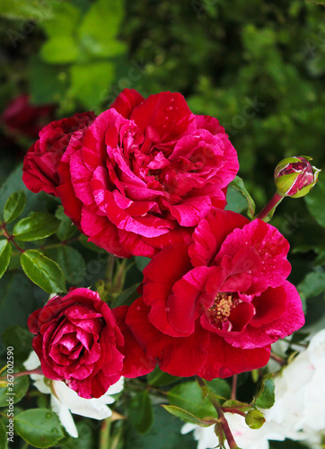 Three bright buds of dark red roses in anticipation of a summer thunderstorm