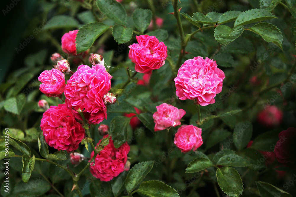 A bush of tea roses shines in the morning dew