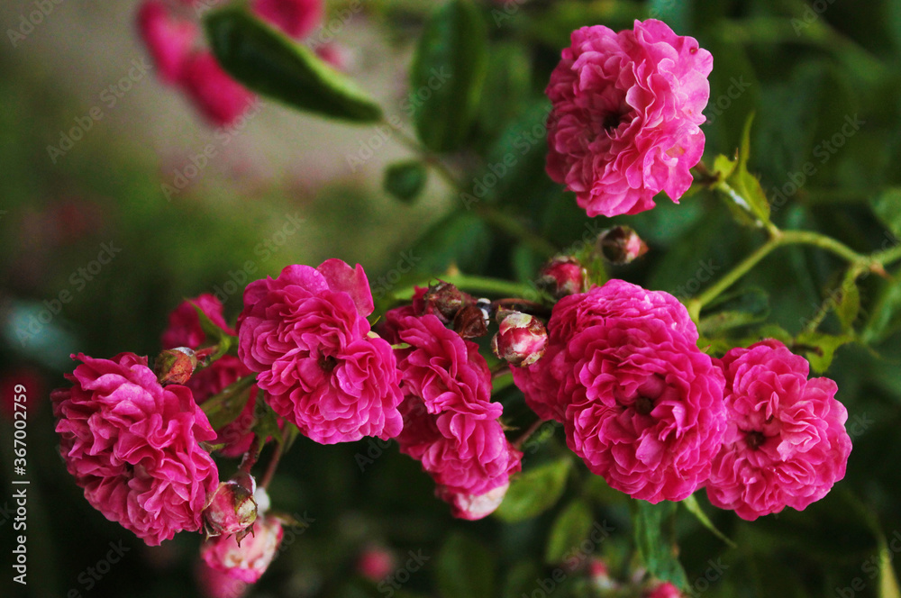 Obraz premium Beautiful tea roses bent down