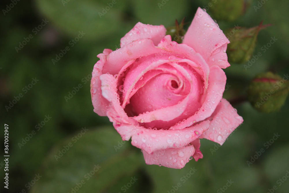 A mysterious rose hid in the shade of trees A mysterious rose hid in the shade of trees