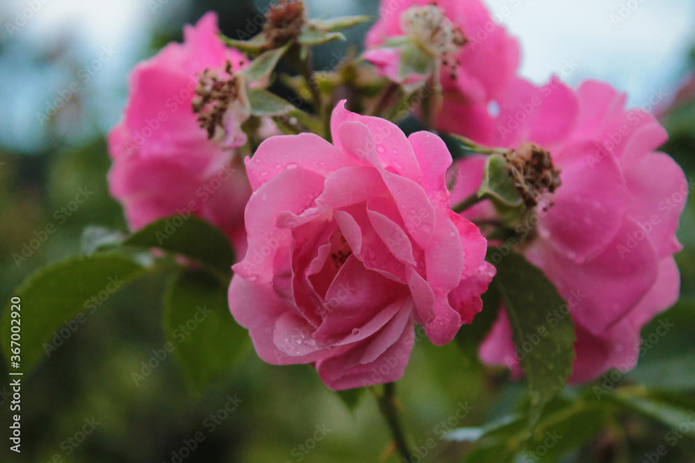 Obraz premium The rays of the sun penetrate through a delicate bunch of roses