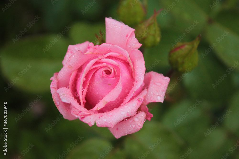 A flirtatious rose tenderly opened its petals A flirtatious rose tenderly opened its petals