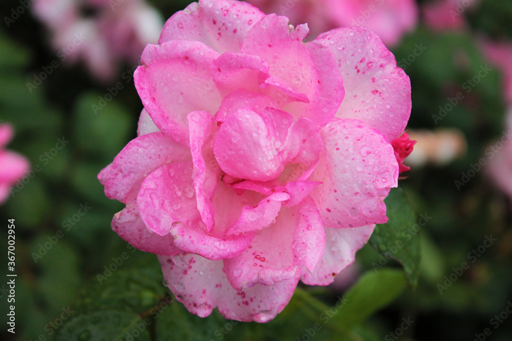 A bud of a gentle mysterious rose shows all its charms A bud of a gentle mysterious rose shows all its charms