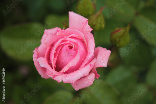 Fotografie A flirtatious rose tenderly opened its petals