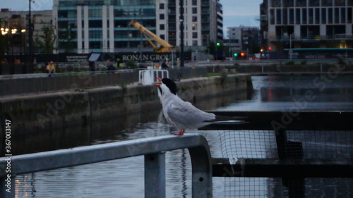 bird on the bridge