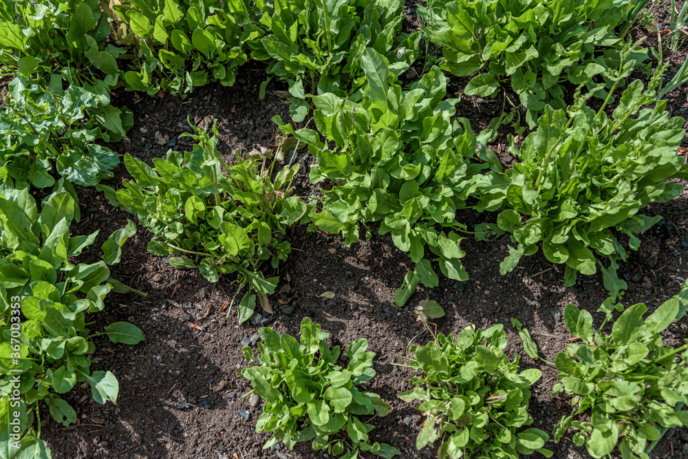green sorrel in the garden, view from the top. green sorrel in the garden, view from the top.