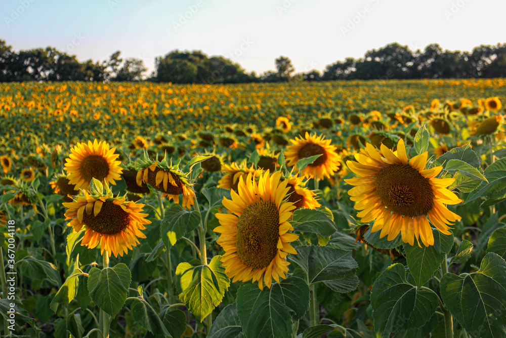 Fototapeta premium Sunset sunlight on Sunflower Thrace Turkey Europe