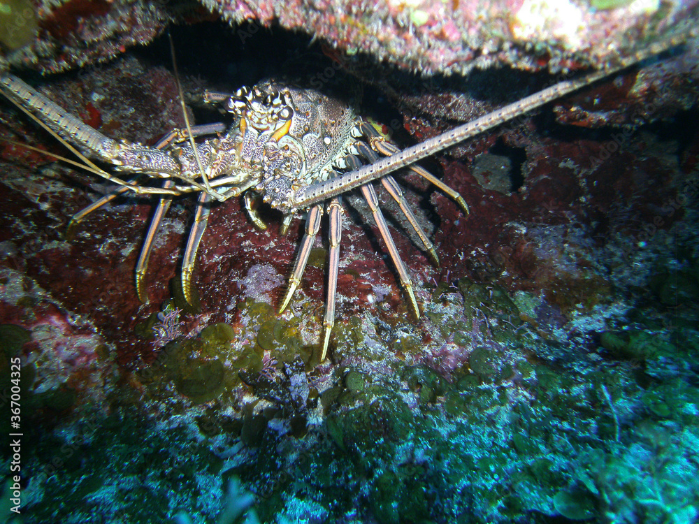 bright and colorful lobster protects its mink bright and colorful lobster protects its mink