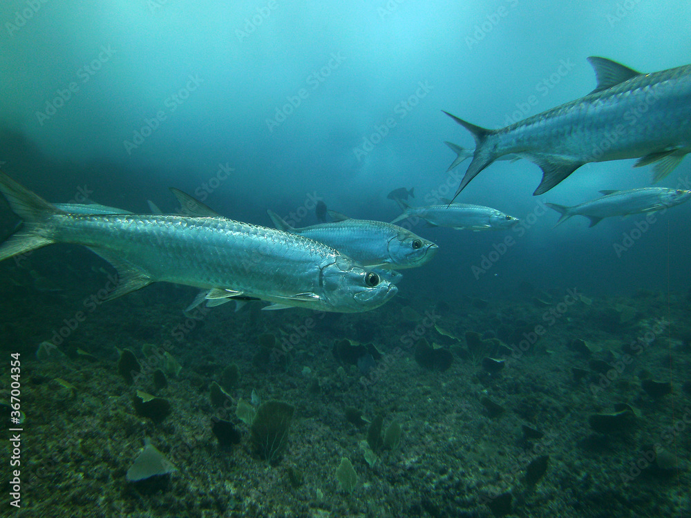 Fototapeta premium large silvery fish with aggressive muzzles