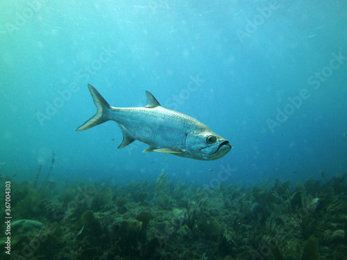 large silvery fish with aggressive muzzles