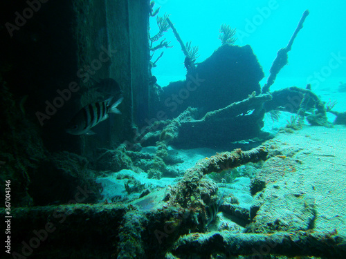 diving around a sunken boat in the Caribbean