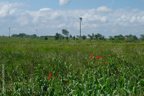 Ostfriesische Landschaft mit hohem Gras und Mohnblumen und Windkraftanlage - Stockfoto 