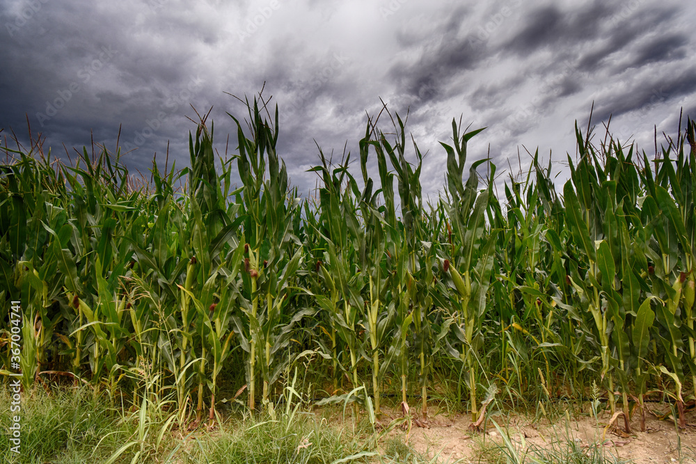 Obraz premium Granoturco verde