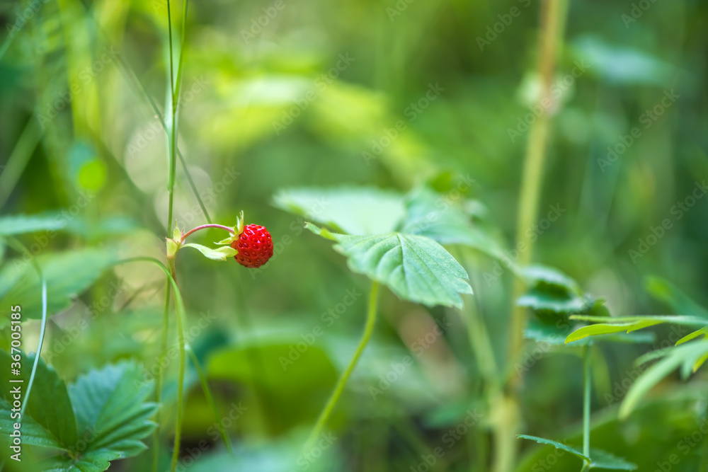 bright red strawberries in the summer forest. nature, sunlight