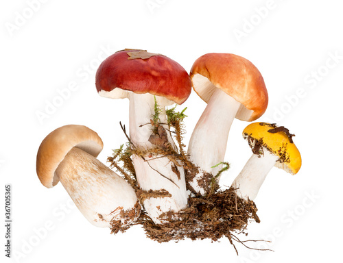 Wild forest mushroom cut out on white.