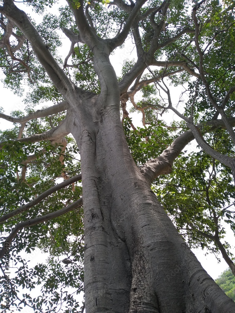 Fototapeta premium árbol vista al cielo