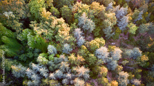 Aerial view of colorful forest trees at the sunset. 