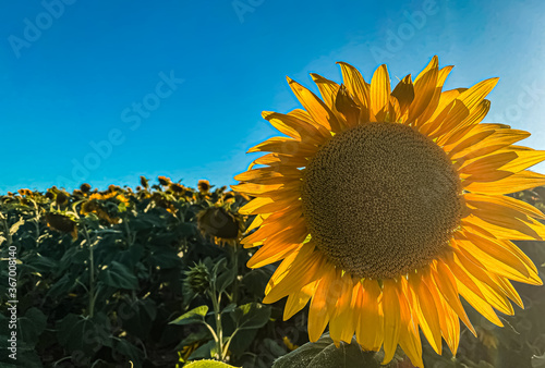 Sunset sunlight on Sunflower Thrace Turkey Europe