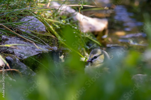 Blaumeise an der Badestelle © Bruno Mader