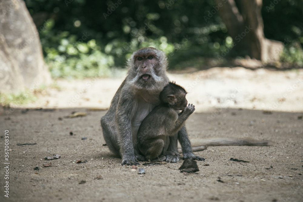 Wild monkeys in Asia near attractions in anticipation of tourists. Feeding the monkeys. Temple of the Monkeys. Monkey eats banana.
Image with selective focus.