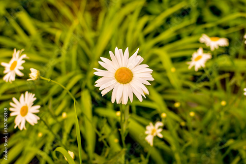 Field of camomiles at sunny day at nature. Camomile daisy flowers, field flow...
