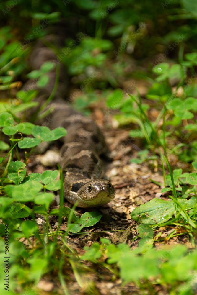 Fototapeta premium Eastern Hog-nosed Snake