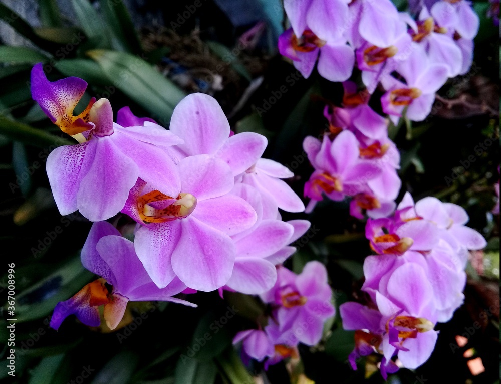 some purple orchid blooming in the garden some purple orchid blooming in the garden