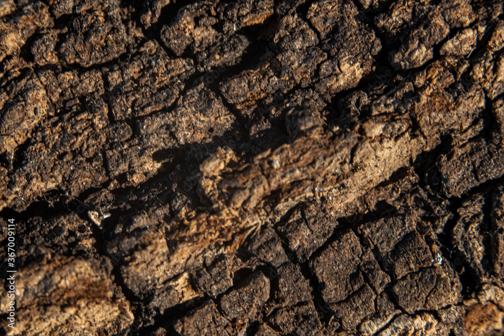 Bark on a tree with fungal growth like the surface of the moon in craters for backgrounds Bark on a tree with fungal growth like the surface of the moon in craters for backgrounds