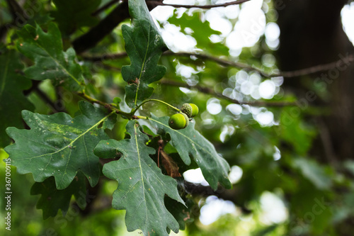 a couple of young, green acorns in a tree
