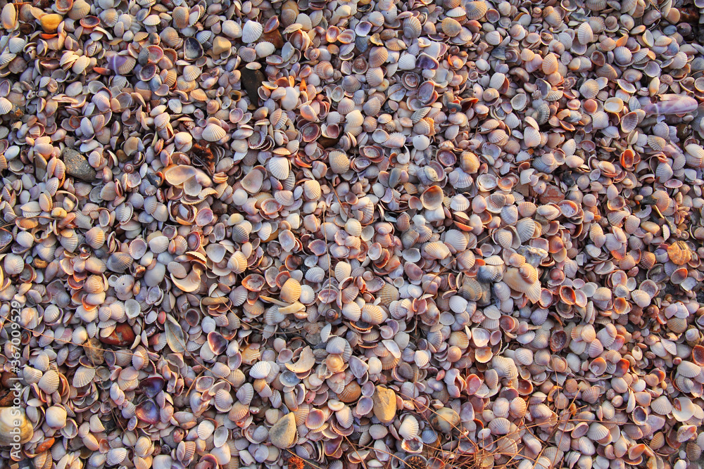 seashells nature pattern texture background seashells nature pattern texture background