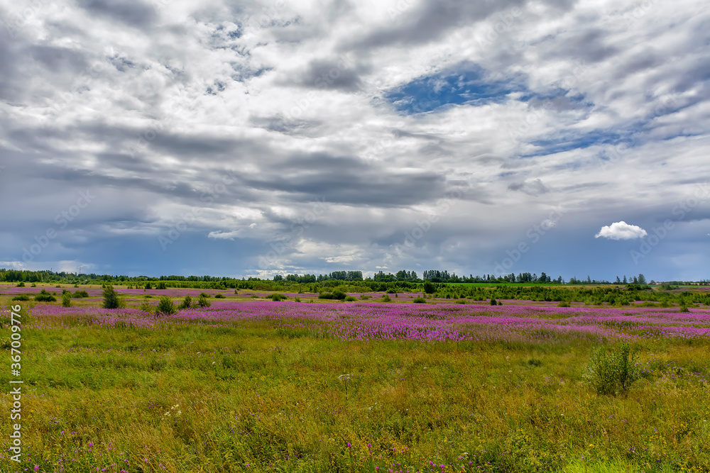 Landscape with blooming Ivan-tea.