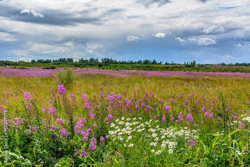 Landscape with blooming Ivan-tea.