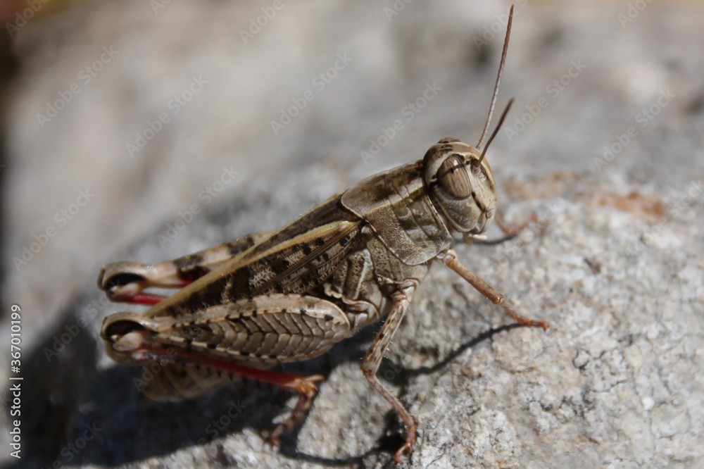 huge locust sits in the sun on a stone huge locust sits in the sun on a stone