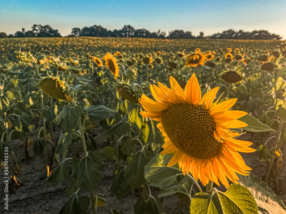 Naklejka premium Sunset sunlight on Sunflower Thrace Turkey Europe