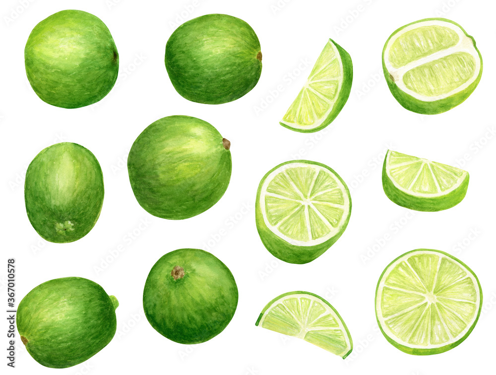 Watercolor lime set. Hand painted botanical illustration of slices, green citrus fruits isolated on white background. Juicy fresh limes clip art for food package, decoration