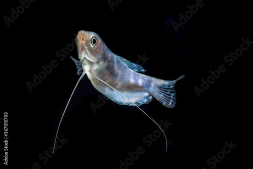 The three spot gourami (Trichopodus trichopterus), also known as the opaline gourami, photo