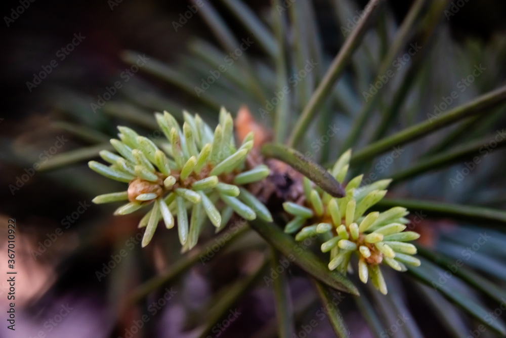 Green young shoots of pine with cones and needles on a blurred background Green young shoots of pine with cones and needles on a blurred background