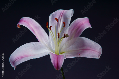 pink lily on a black background