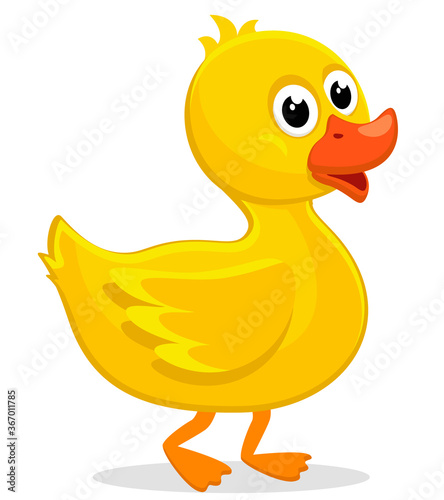 Yellow duckling is walking on a white background