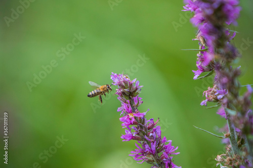 Abeille