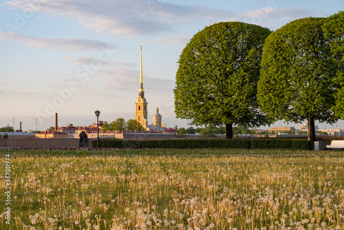 Lawn of dandelions on (Birzhevoy) Exchange Square on Spit of Vasilievsky Island, Saint Petersburg, Russia photo