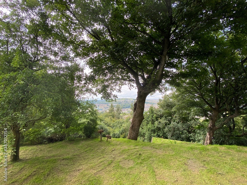 A view, looking down between old trees, with houses in the distance in, Bradford, Yorkshire, UK A view, looking down between old trees, with houses in the distance in, Bradford, Yorkshire, UK
